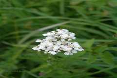 Achillea millefolium